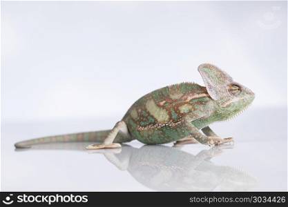 Chameleon lizard isolated on white background. Green chameleon,lizard on white background