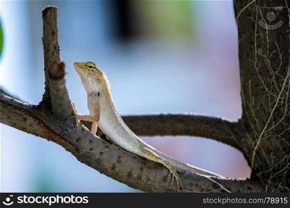 chameleon looking on the tree