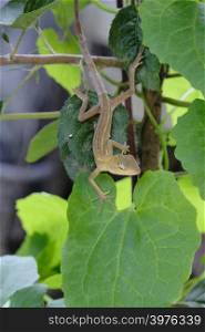 chameleon on the apple tree with green leaves