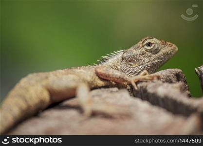chameleon on the dry wood