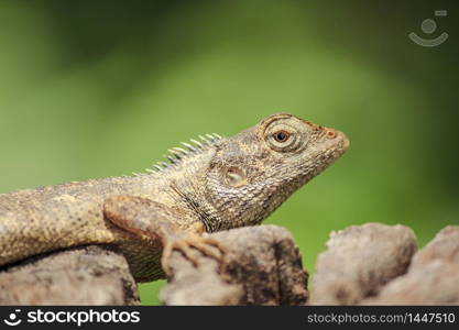 chameleon on the dry wood