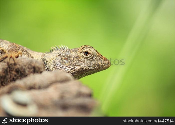 chameleon on the dry wood
