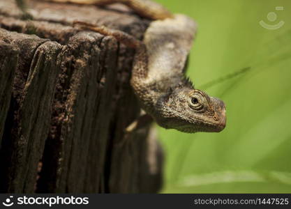 chameleon on the dry wood