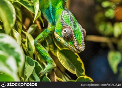 chameleon panther chameleon