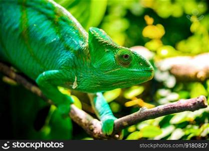 chameleon reptile lizard animal