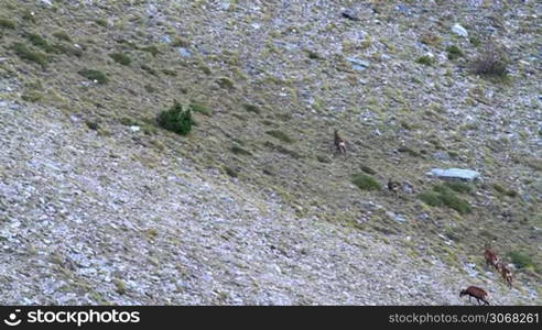 Chamois herd