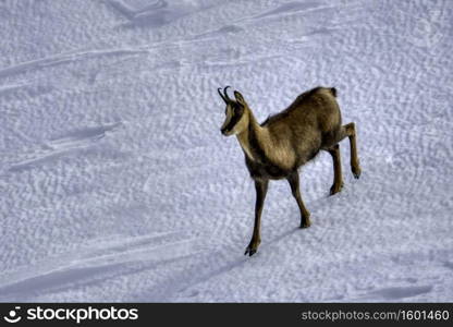 Chamois in the snow on the peaks of the National Park Picos de Europa in Spain. Rebeco,Rupicapra rupicapra.