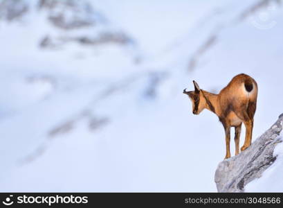 Chamois in the snow on the peaks of the National Park Picos de Europa in Spain. Rebeco,Rupicapra rupicapra.