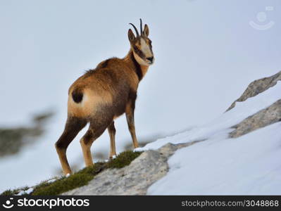 Chamois in the snow on the peaks of the National Park Picos de Europa in Spain. Rebeco,Rupicapra rupicapra.