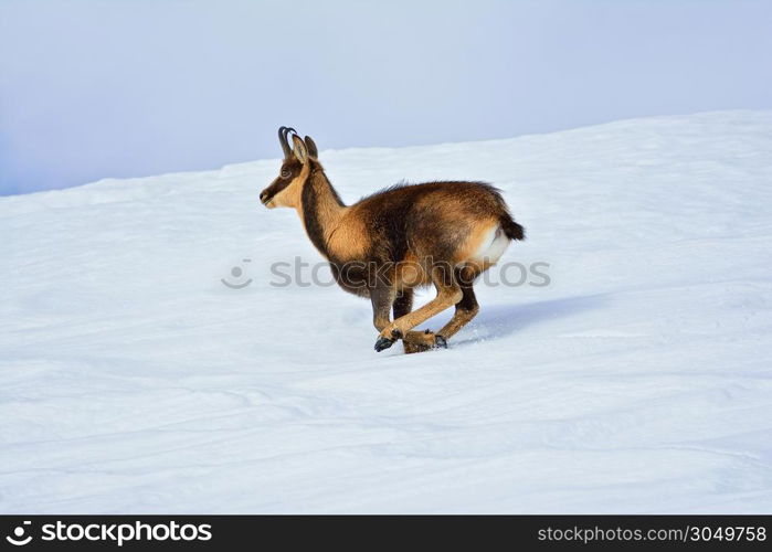 Chamois in the snow on the peaks of the National Park Picos de Europa in Spain. Rebeco,Rupicapra rupicapra.