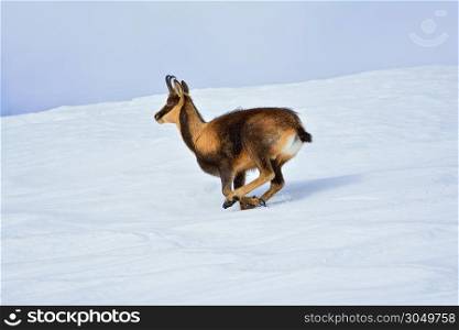 Chamois in the snow on the peaks of the National Park Picos de Europa in Spain. Rebeco,Rupicapra rupicapra.