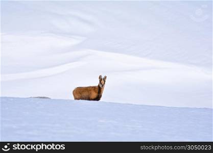Chamois in the snow on the peaks of the National Park Picos de Europa in Spain. Rebeco,Rupicapra rupicapra.
