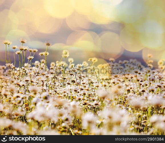 Chamomile