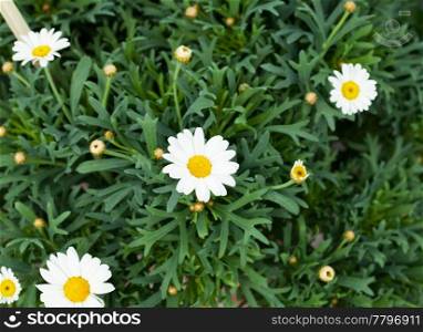 Chamomile against a background of green
