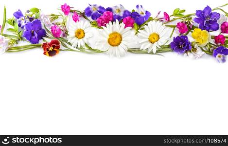 Chamomile and Violet isolated on white background. Flat lay, top view. Free space for text. Wide photo.