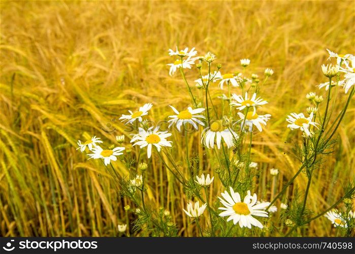 Chamomile at a field of barley in Germany