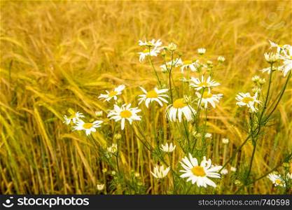 Chamomile at a field of barley in Germany