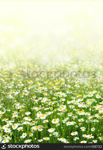 Chamomile field flowers. Beautiful nature scene with blooming medical chamomilles