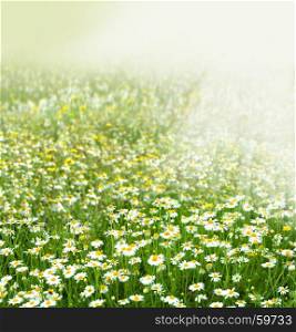 Chamomile field flowers. Beautiful nature scene with blooming medical chamomilles