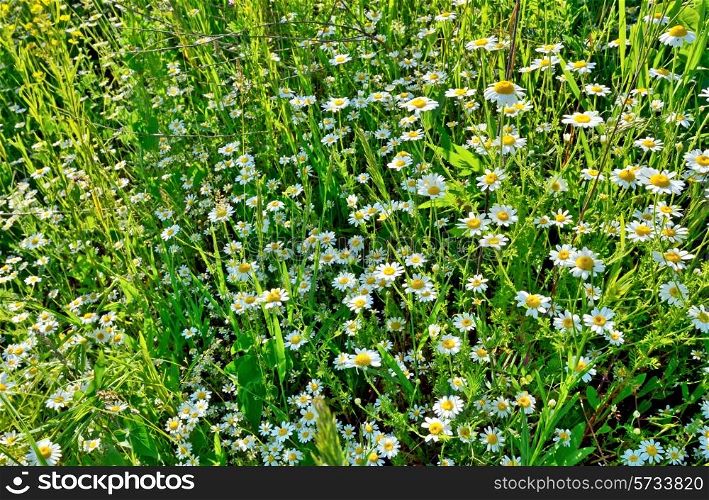 chamomile field in summer time