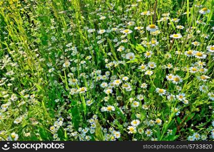 chamomile field in summer time