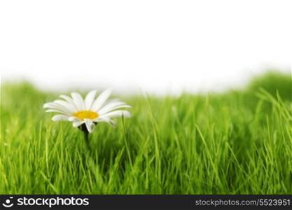 Chamomile flower in green spring grass with white copy space