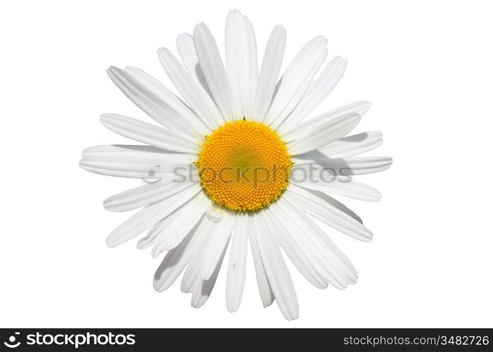 chamomile flower isolated