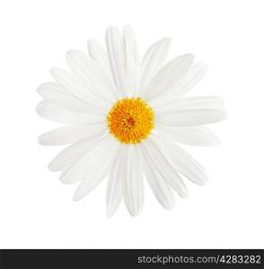 Chamomile flower isolated on white background