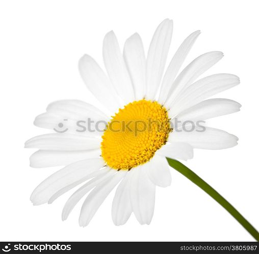 Chamomile flower isolated on white background. Macro shot