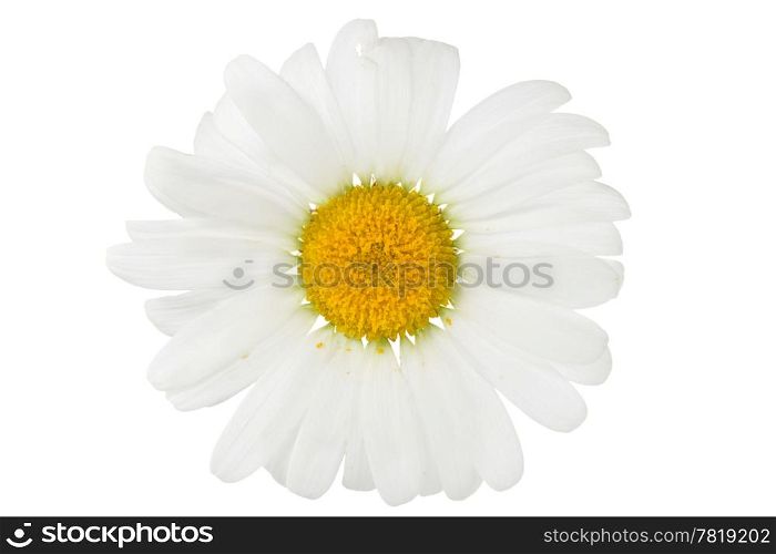 chamomile flower isolated over a white background