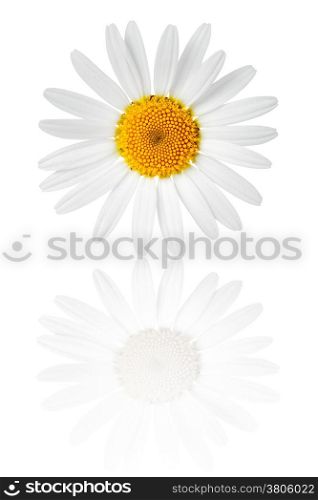 Chamomile flower on white background. Macro shot