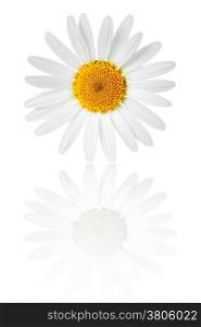 Chamomile flower on white background. Macro shot