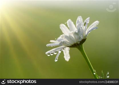 Chamomile flower with tiny morning dew water drops on daisy petals at sunrise