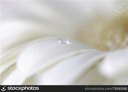 Chamomile flower with water drops. Made with lens-baby and macro-lens. Soft focus.
