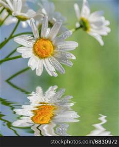 Chamomile flowers, covered with water drops, against the background of blue sky reflected in a water surface with small waves