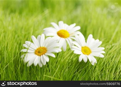 Chamomile flowers in fresh spring green grass close-up