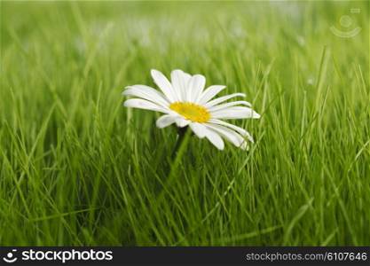 Chamomile flowers in fresh spring green grass close-up