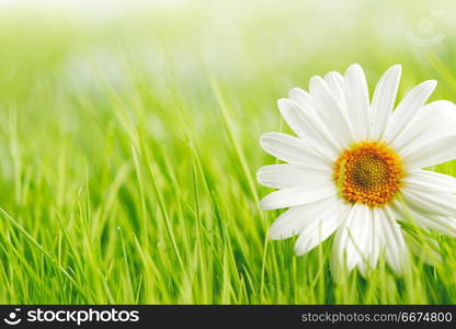 Chamomile flowers in fresh spring green grass close-up. Chamomile flowers