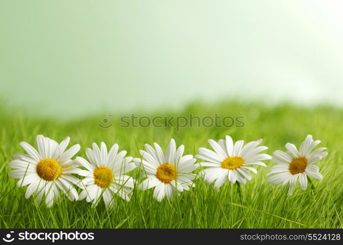 Chamomile flowers in green spring grass close-up