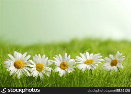 Chamomile flowers in green spring grass close-up