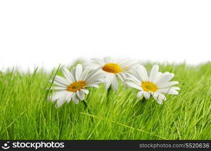 Chamomile flowers in green spring grass with white copy space