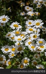 chamomile flowers in summer day