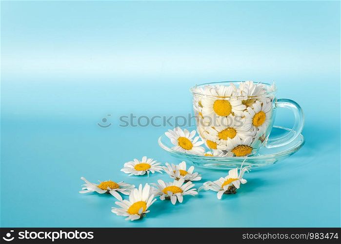 Chamomile flowers in transparent glass cup on saucer on blue background. Crearive concept natural chamomile tea, herbal medicie to calm your nerves and good mood. Copy spase for text.. Chamomile flowers in transparent glass cup on saucer on blue background. Crearive concept natural chamomile tea, herbal medicie to calm your nerves and good mood. Copy spase for text