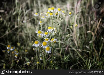 Chamomile flowers on green weeds background in Italian countryside