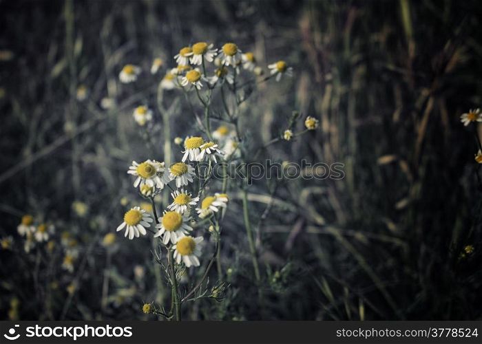 Chamomile flowers on green weeds background in Italian countryside