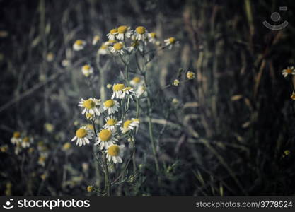 Chamomile flowers on green weeds background in Italian countryside