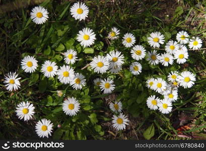 Chamomile flowers on the green grass