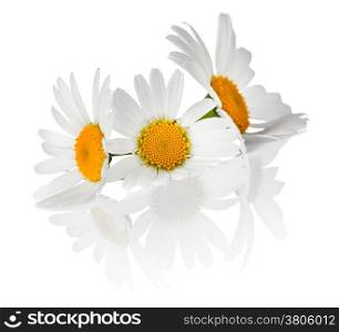 Chamomile flowers on white background. Macro shot