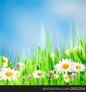 Chamomile harmony. Abstract natural backgrounds for your design