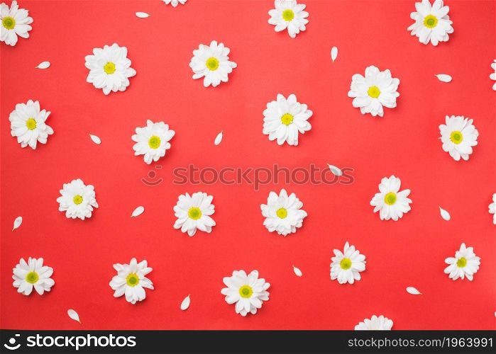 chamomile heads red. High resolution photo. chamomile heads red. High quality photo